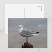 木の杭に止まるカモメ 雪の降る海岸の冬のアート ポストカード (正面/裏面)