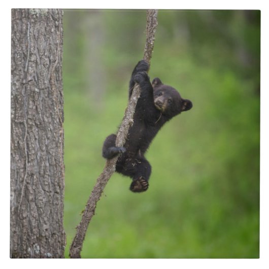 木の枝で遊ぶクロクマの子熊 タイル (正面)