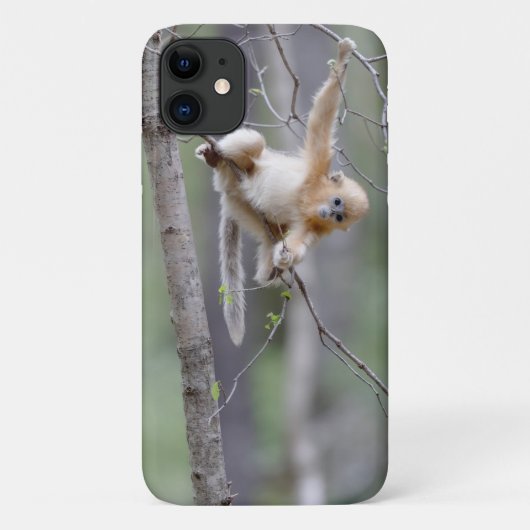 木の枝にいるかわいいキンシコウ Case-Mate iPhoneケース (裏面)