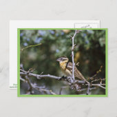 木の枝にとまった黒い毛のシロギク ポストカード (正面/裏面)