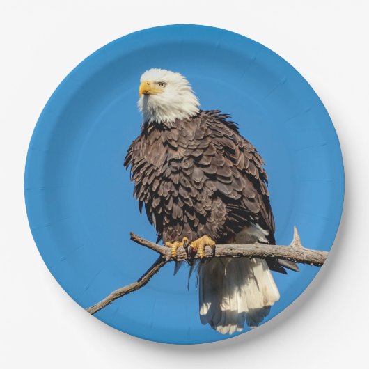 木の枝にハゲのワシ ペーパープレート (正面)