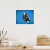 木の枝にハゲのワシ ポスター (キッチン)