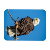 木の枝にハゲのワシ マグネット (横)