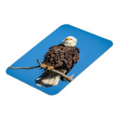 木の枝にハゲのワシ マグネット (左側)