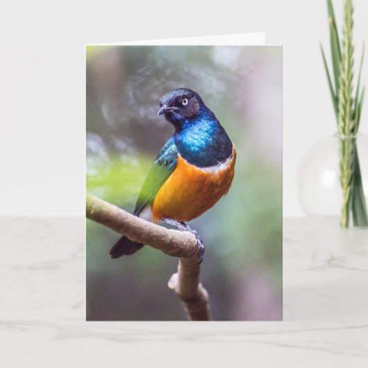 木の枝に座っているスターリングバード カード (正面)