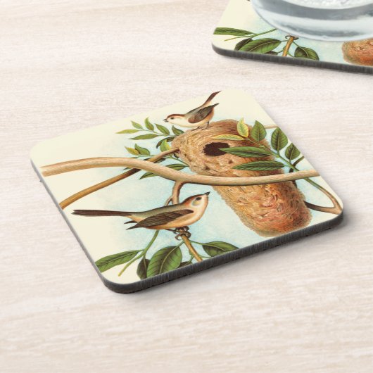 木の枝に止まった巣に乗る鳥のカップル コースター (左側)