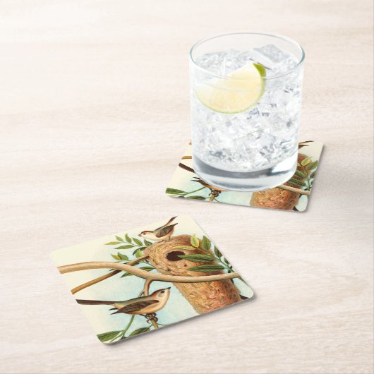 木の枝に止まった巣に乗る鳥のカップル スクエアペーパーコースター (インサイチュ)