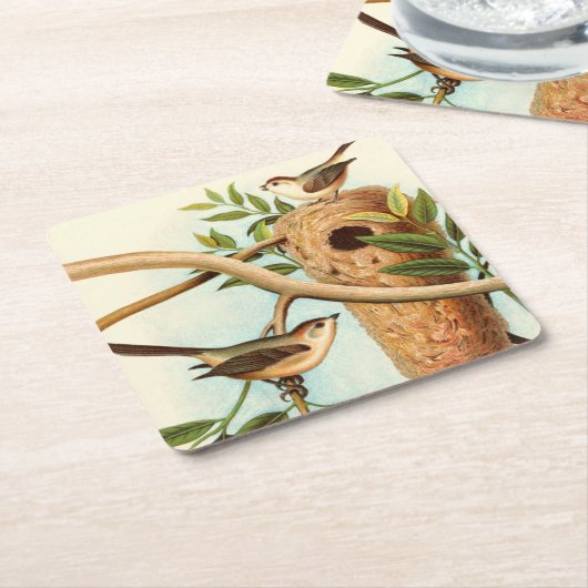 木の枝に止まった巣に乗る鳥のカップル スクエアペーパーコースター (アングル)