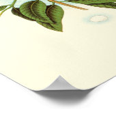 木の枝に止まった巣に乗る鳥のカップル ポスター (角)