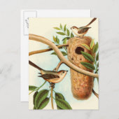 木の枝に止まった巣に乗る鳥のカップル ポストカード (正面/裏面)