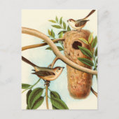 木の枝に止まった巣に乗る鳥のカップル ポストカード (正面)