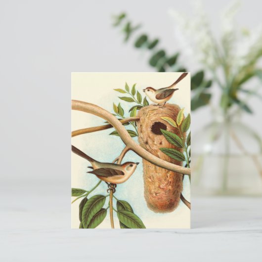 木の枝に止まった巣に乗る鳥のカップル ポストカード (スタンド正面)