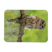 木の枝に止まるオオフクロウ マグネット (横)