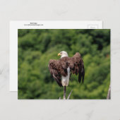 木の枝に止まるハクトウワシ ポストカード (正面/裏面)