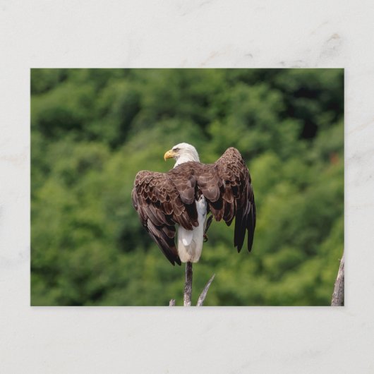 木の枝に止まるハクトウワシ ポストカード (正面)