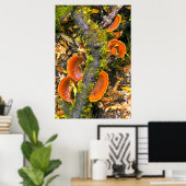 木の枝に生える菌類、クニスナアマトール ポスター (ホームオフィス)