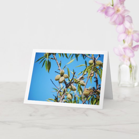 木の枝に生ったアーモンド カード (蘭)