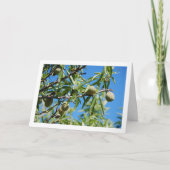 木の枝に生ったアーモンド カード (正面)