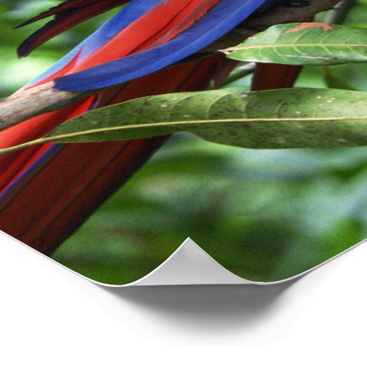 木の枝に緋色のマカオ ポスター (角)