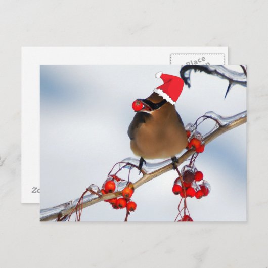 木の枝に雀が咲くクリスマス シーズンポストカード (正面/裏面)