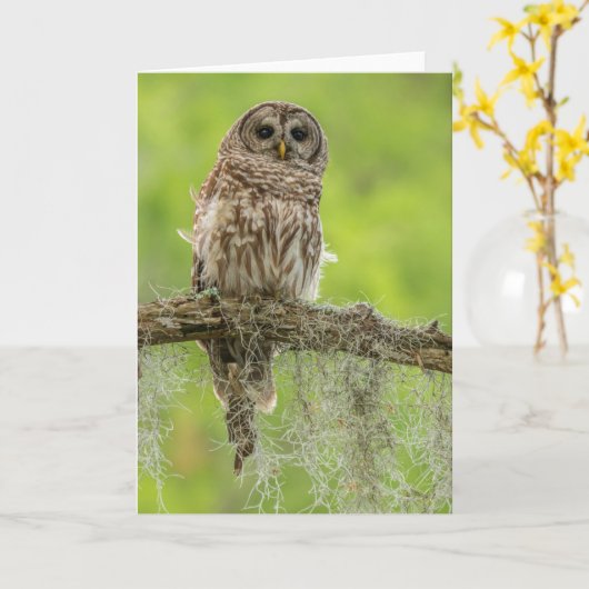 木の枝の上にバーレッドのフクロウ カード (黄色い花)