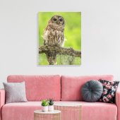 木の枝の上にバーレッドのフクロウ キャンバスプリント (インサイチュ (リビング))