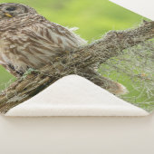 木の枝の上にバーレッドのフクロウ シェルパブランケット (3/4)