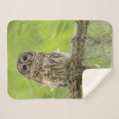 木の枝の上にバーレッドのフクロウ シェルパブランケット (正面(横))