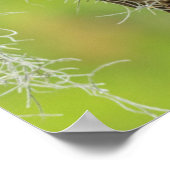 木の枝の上にバーレッドのフクロウ ポスター (角)