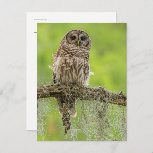 木の枝の上にバーレッドのフクロウ ポストカード (正面/裏面)