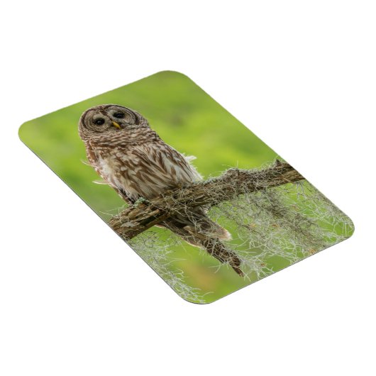 木の枝の上にバーレッドのフクロウ マグネット (右側)