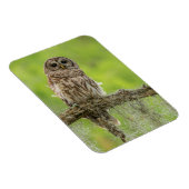 木の枝の上にバーレッドのフクロウ マグネット (右側)