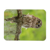 木の枝の上にバーレッドのフクロウ マグネット (横)