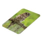 木の枝の上にバーレッドのフクロウ マグネット (左側)