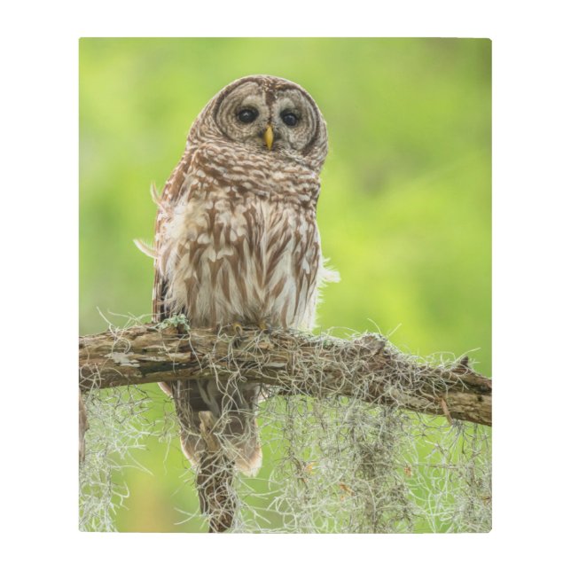 木の枝の上にバーレッドのフクロウ メタルプリント (正面)