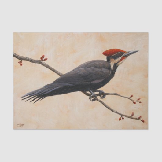 木の枝の上に止まったパイレーテッド・ウッドペッカー 薄葉紙 (正面)