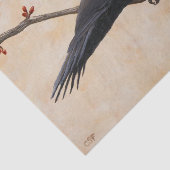 木の枝の上に止まったパイレーテッド・ウッドペッカー 薄葉紙 (詳細)