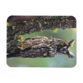 木の枝の上に止まった長い耳のフクロウ マグネット (横)