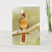 木の枝の上の女性の美しい北（鳥）ショウジョウコウカンチョウ サンキューカード (正面)