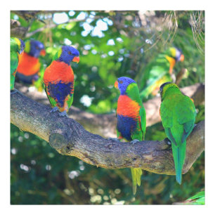 木の枝の虹のlorikeetsの群 フォトプリント