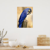 木の柱に止まったヒヤシンスのマカオのクローズアップ ポスター (キッチン)