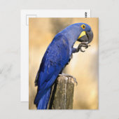 木の柱に止まったヒヤシンスのマカオのクローズアップ ポストカード (正面/裏面)