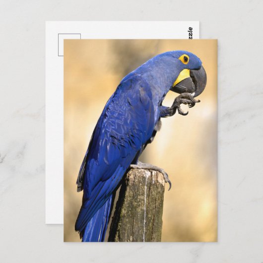 木の柱に止まったヒヤシンスのマカオのクローズアップ ポストカード (正面/裏面)