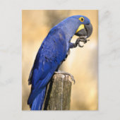 木の柱に止まったヒヤシンスのマカオのクローズアップ ポストカード (正面)