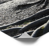 木の根の写真ポスター ポスター (角)