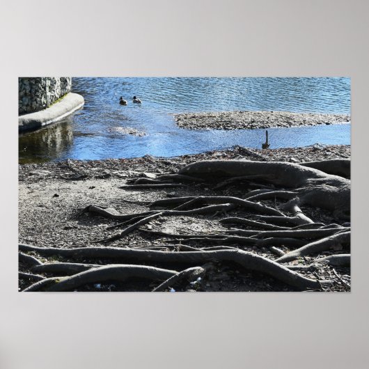 木の根の写真ポスター ポスター (正面)