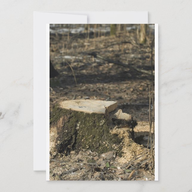 木の根元 (正面)