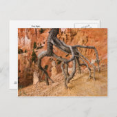 木の根 ポストカード (正面/裏面)