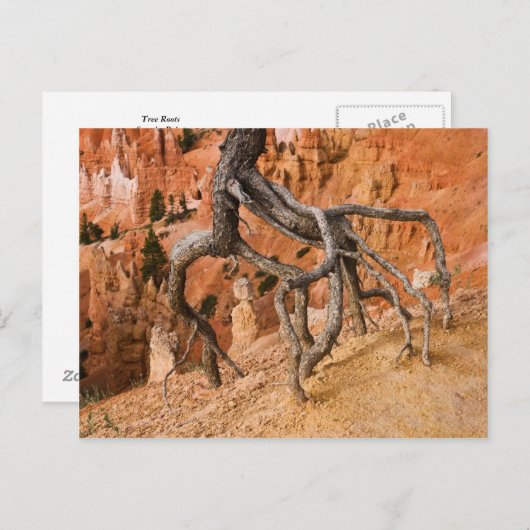 木の根 ポストカード (正面/裏面)