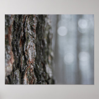 木の樹皮 ポスター